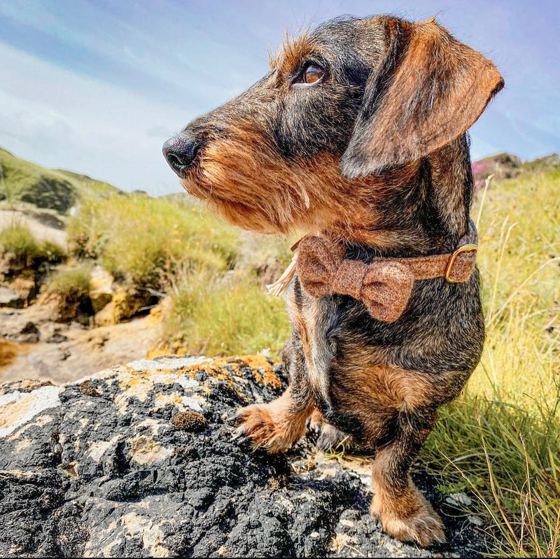 Kalle auf der Isle of Lewis
